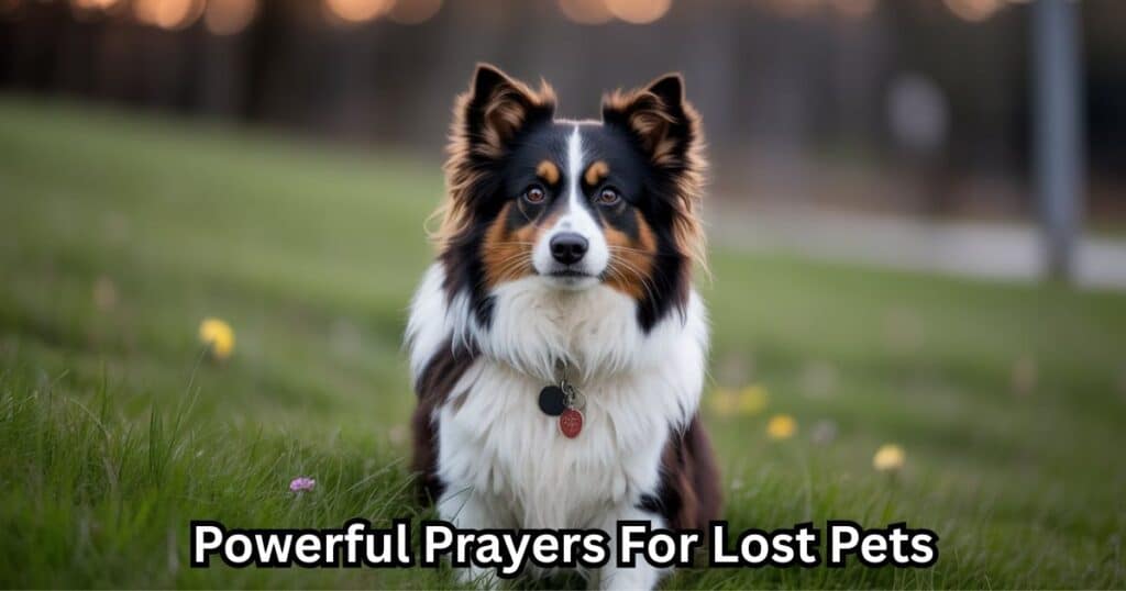 Prayers For Lost Pets