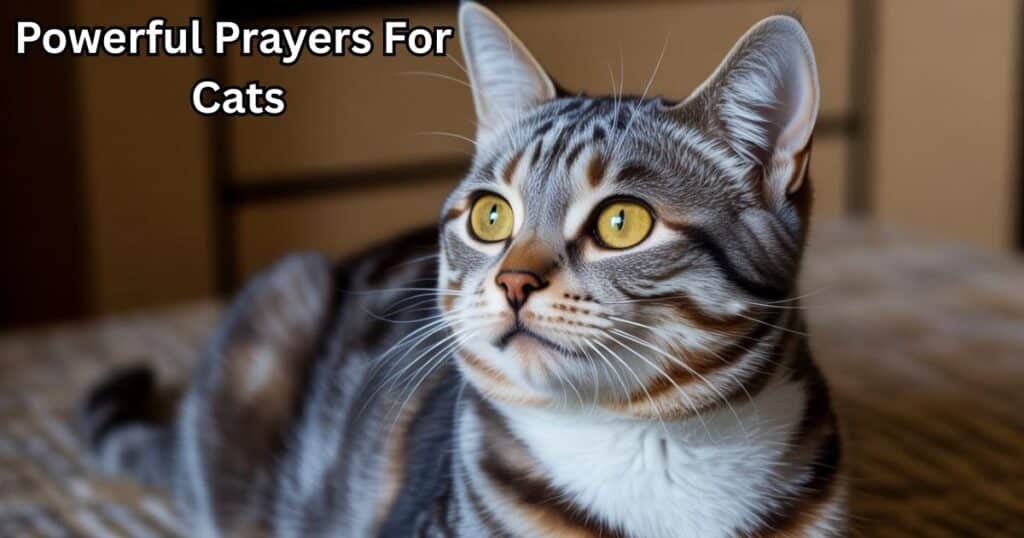 Prayers For Cats